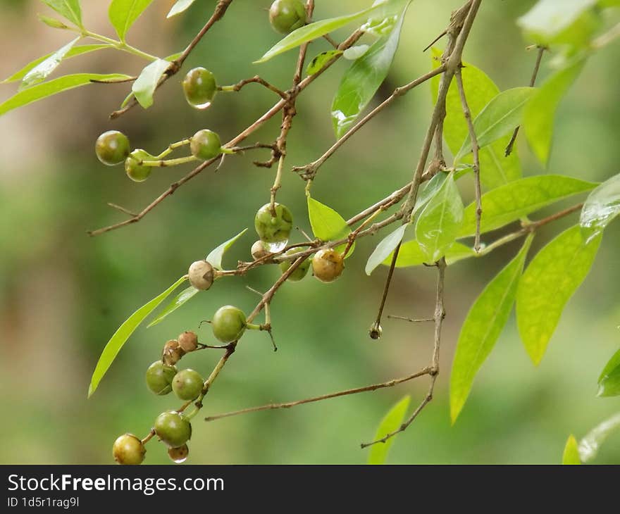 Raining image in Bangladesh Tree