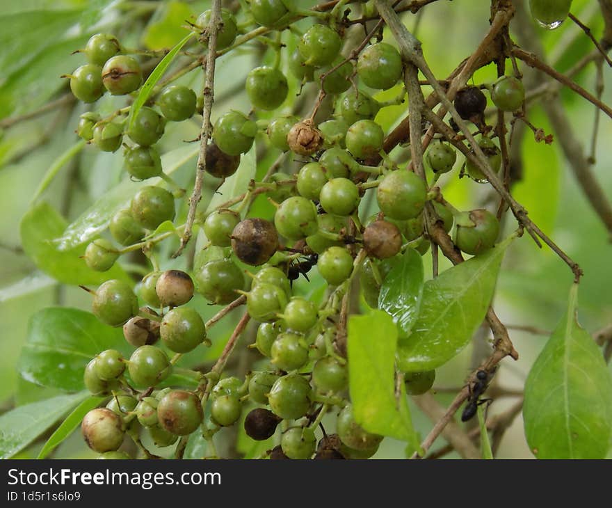 Raining image in Bangladesh Tree