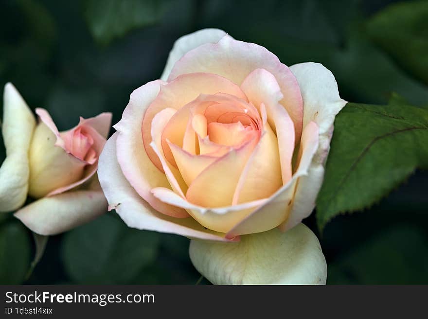 Pink english roses in bloom in a bush seen up close