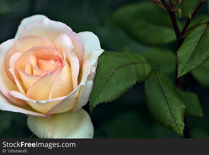 Pink english roses in bloom in a bush seen up close