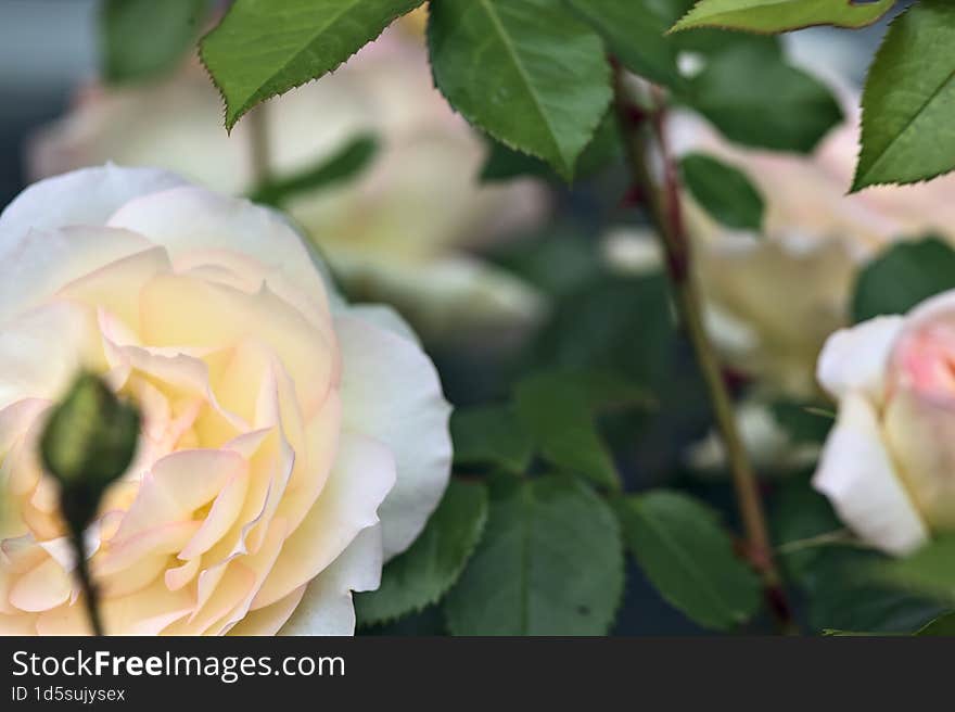 Pink english roses in bloom in a bush seen up close