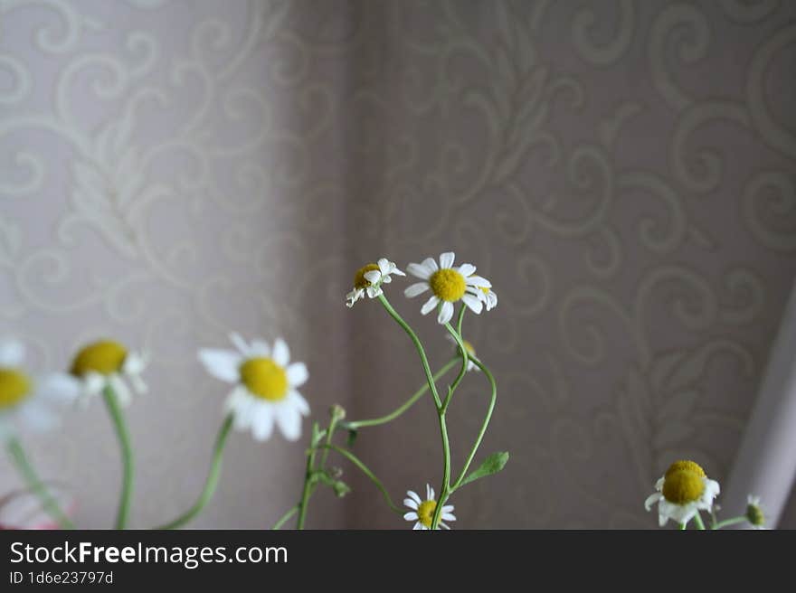 Live daisies indoors,at the stage of wilting.