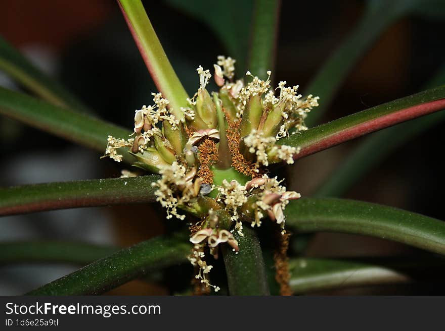 Flowering milk, peduncle,it blooms all year round.