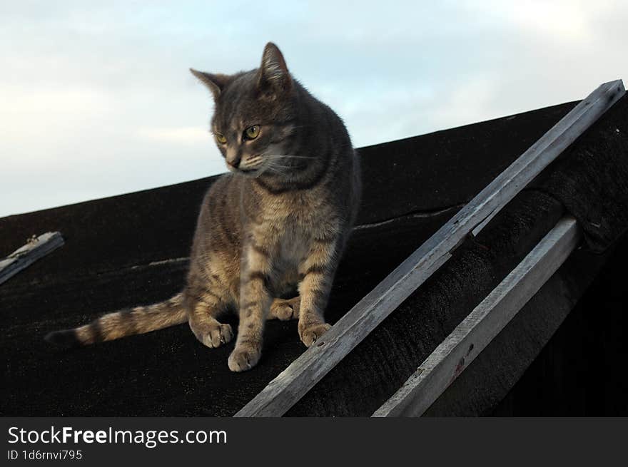 Tabby Cat Looking Down From The Garden Shed Roof With Sky In Background