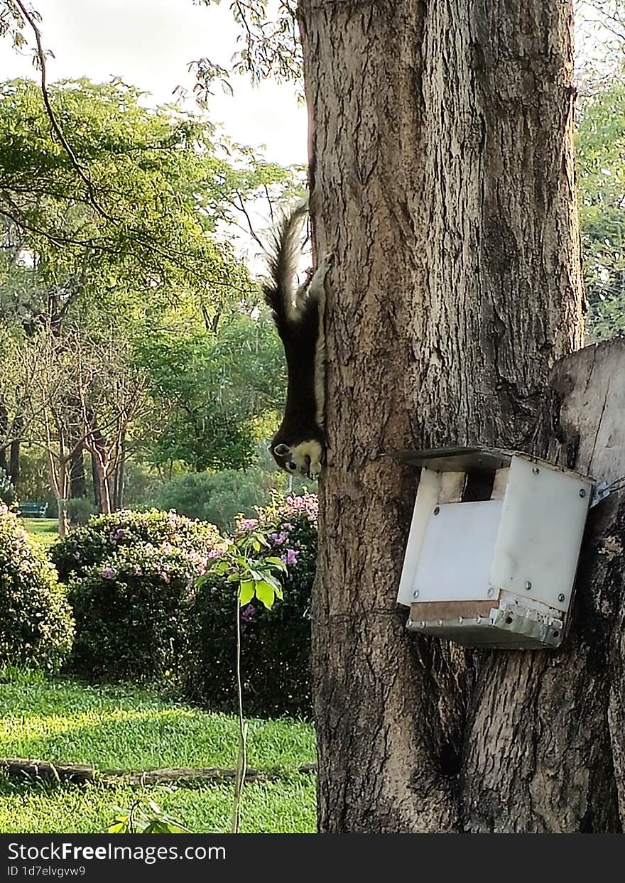 A Cute Squirrel At Wachirabenjatas Park In Bangkok, Thailand.