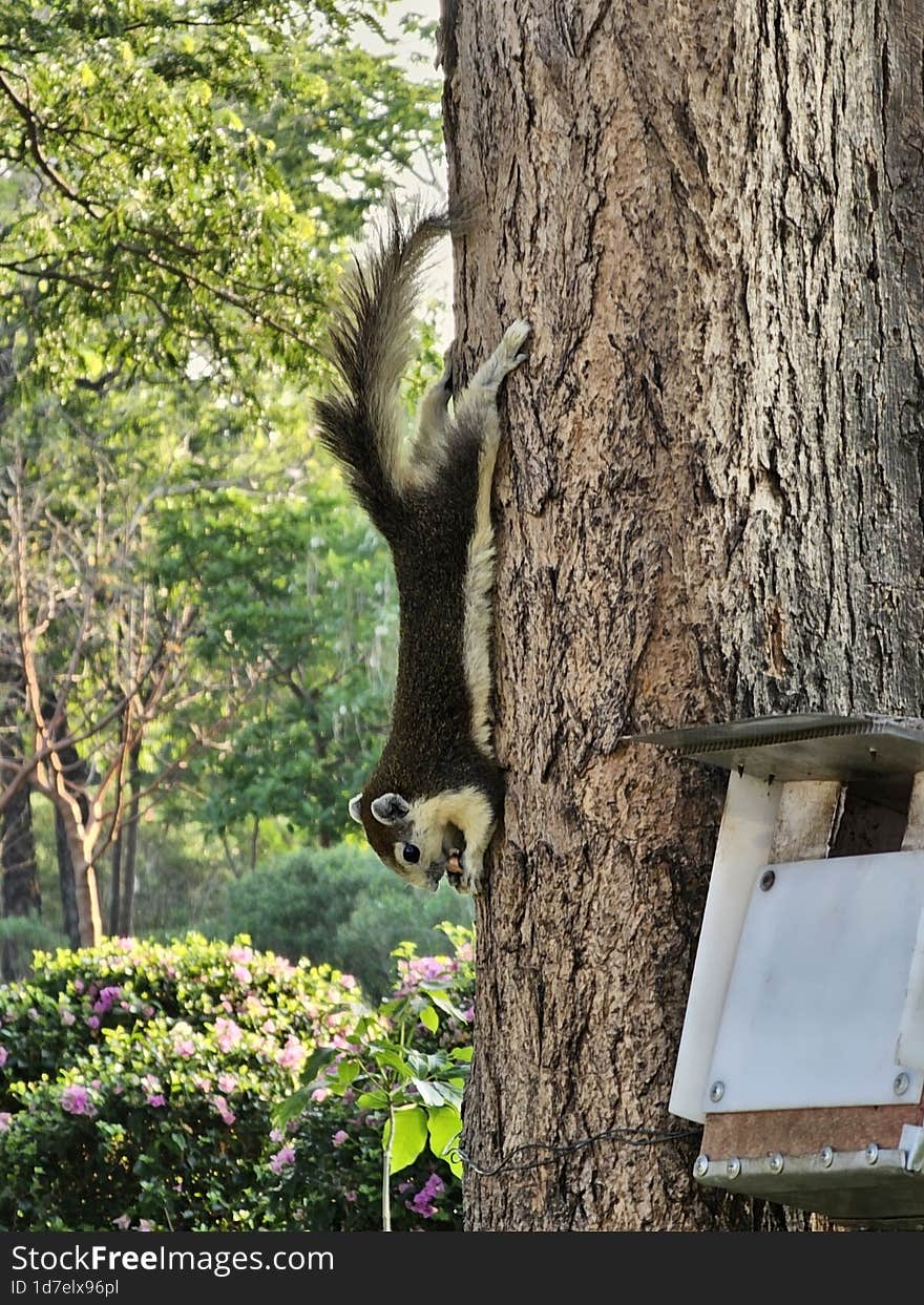 A cute squirrel at Wachirabenjatas Park in Bangkok, Thailand.