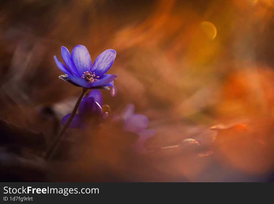 Hepatica in the forest at sunrise.