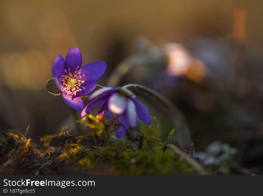 Hepatica in the forest at sunrise.