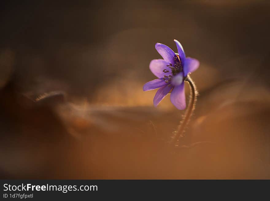 Hepatica in the forest at sunrise.