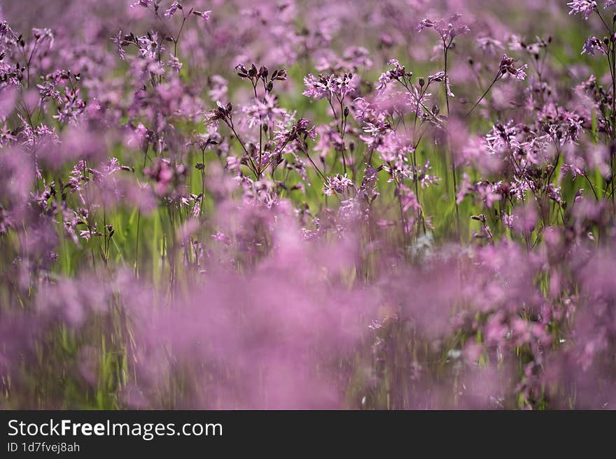 Firletka Flowers, Purple In The Meadow