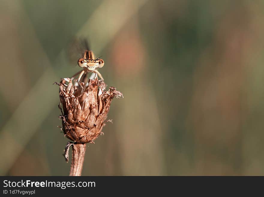 Dragonfly on a dry plant in the meadow