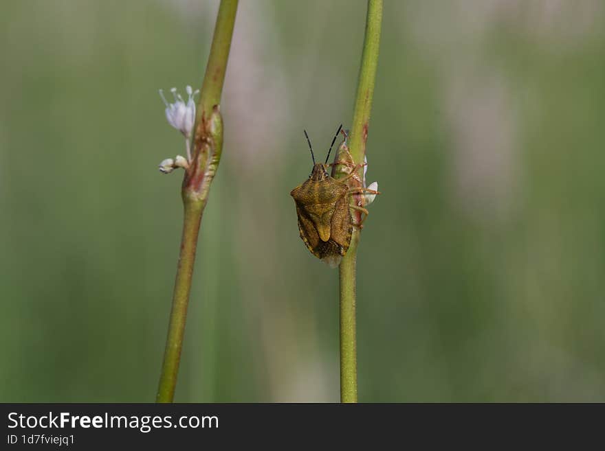 Worms in the meadow on the grass