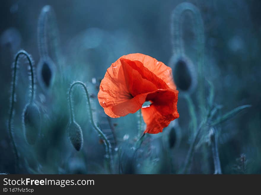 Red poppies on a blue background