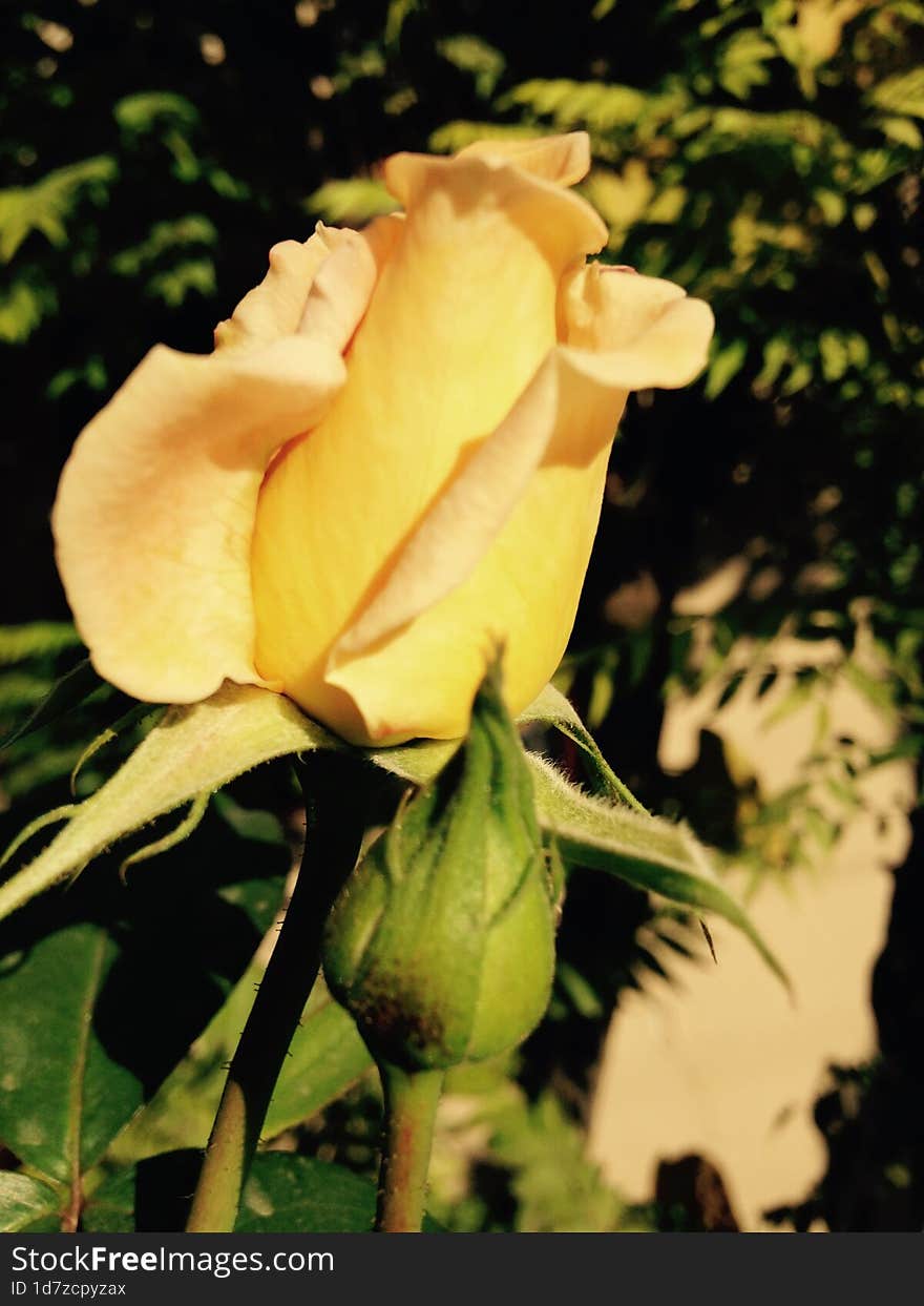 Yellow rose bud with green foliage