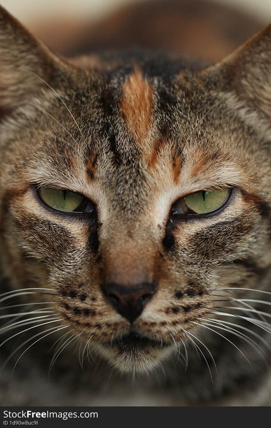 Close-up Portrait Of Cat