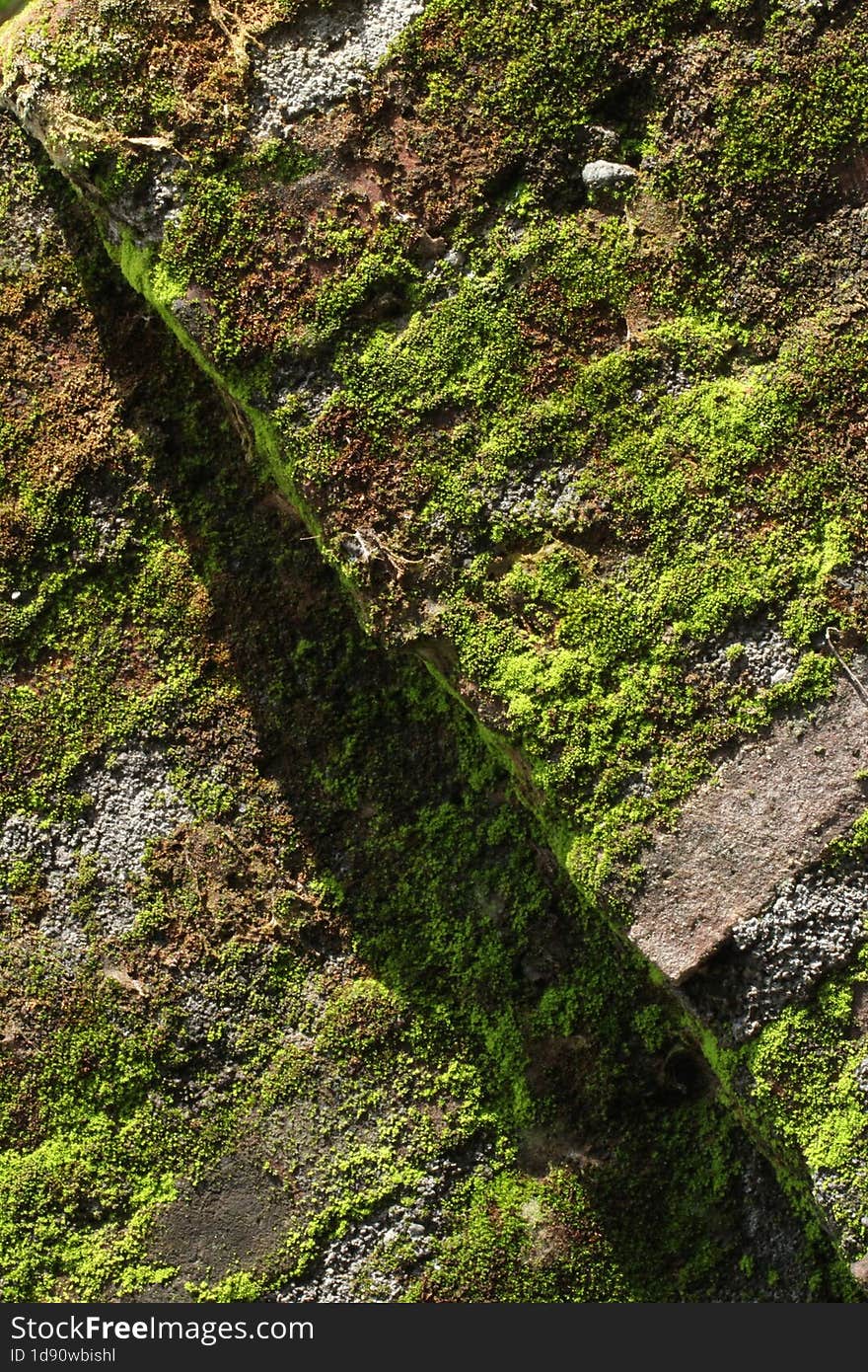 Diagonal View Of Moss Growing On Rock