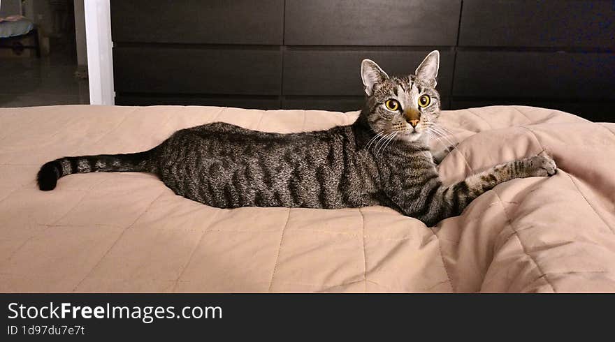 Cute tabby cat lying on the bed at home. Striped cat. Picture taken home.
