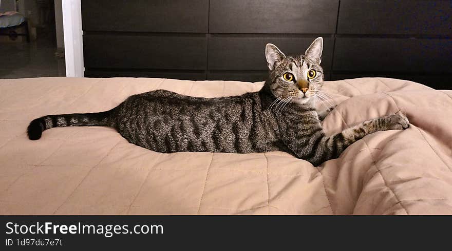 Cute tabby cat lying on the bed at home. Striped cat