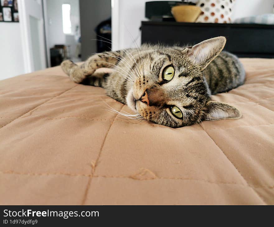 Cute tabby cat lying on the bed and looking at camera. Picture taken home.