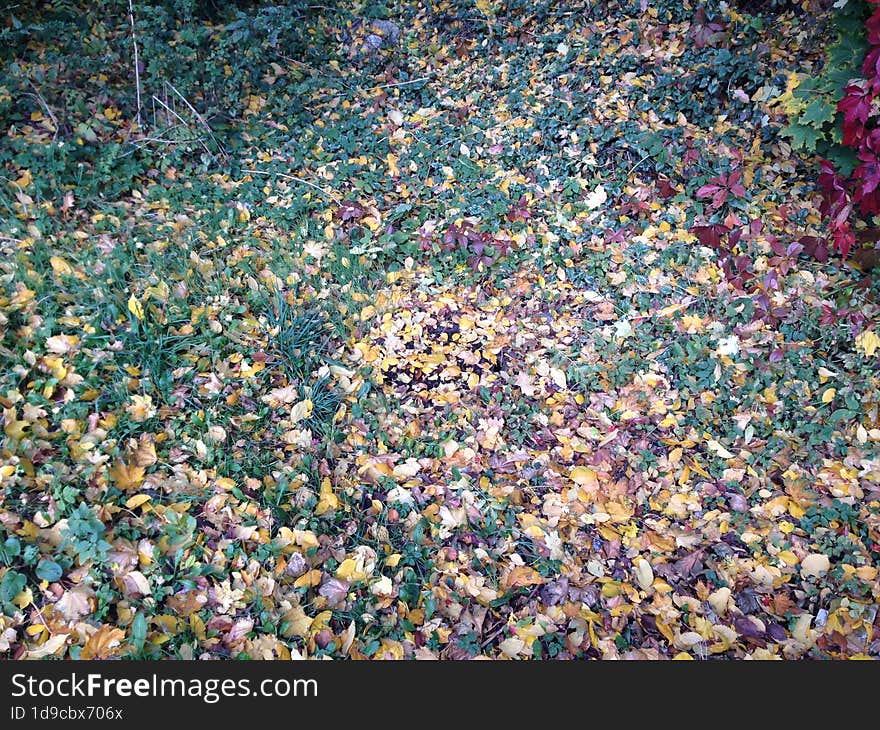 Fallen leaves become abstract in autumn