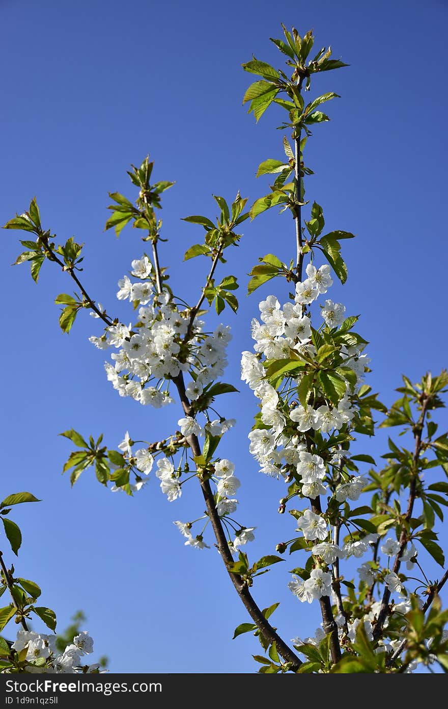 Cerasus avium, Prunus juliana, Prunus varia