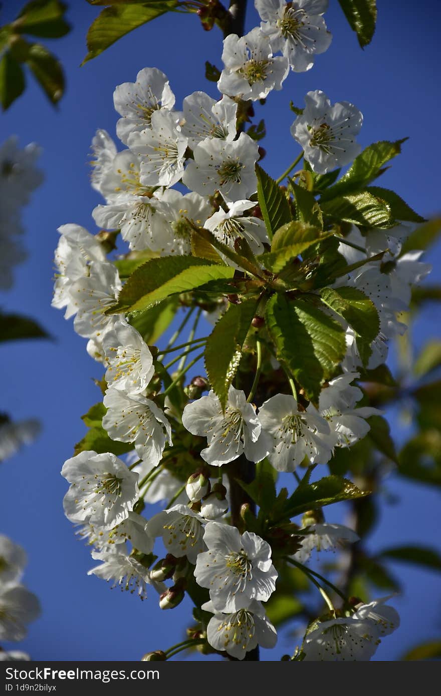 Cerasus Avium, Prunus Juliana, Prunus Varia