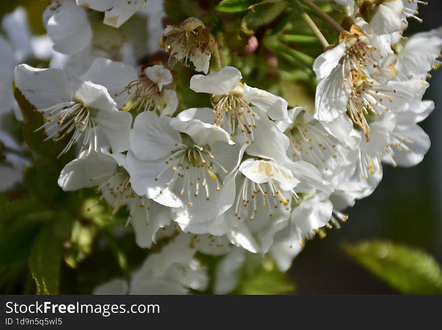 Cerasus avium, Prunus juliana, Prunus varia