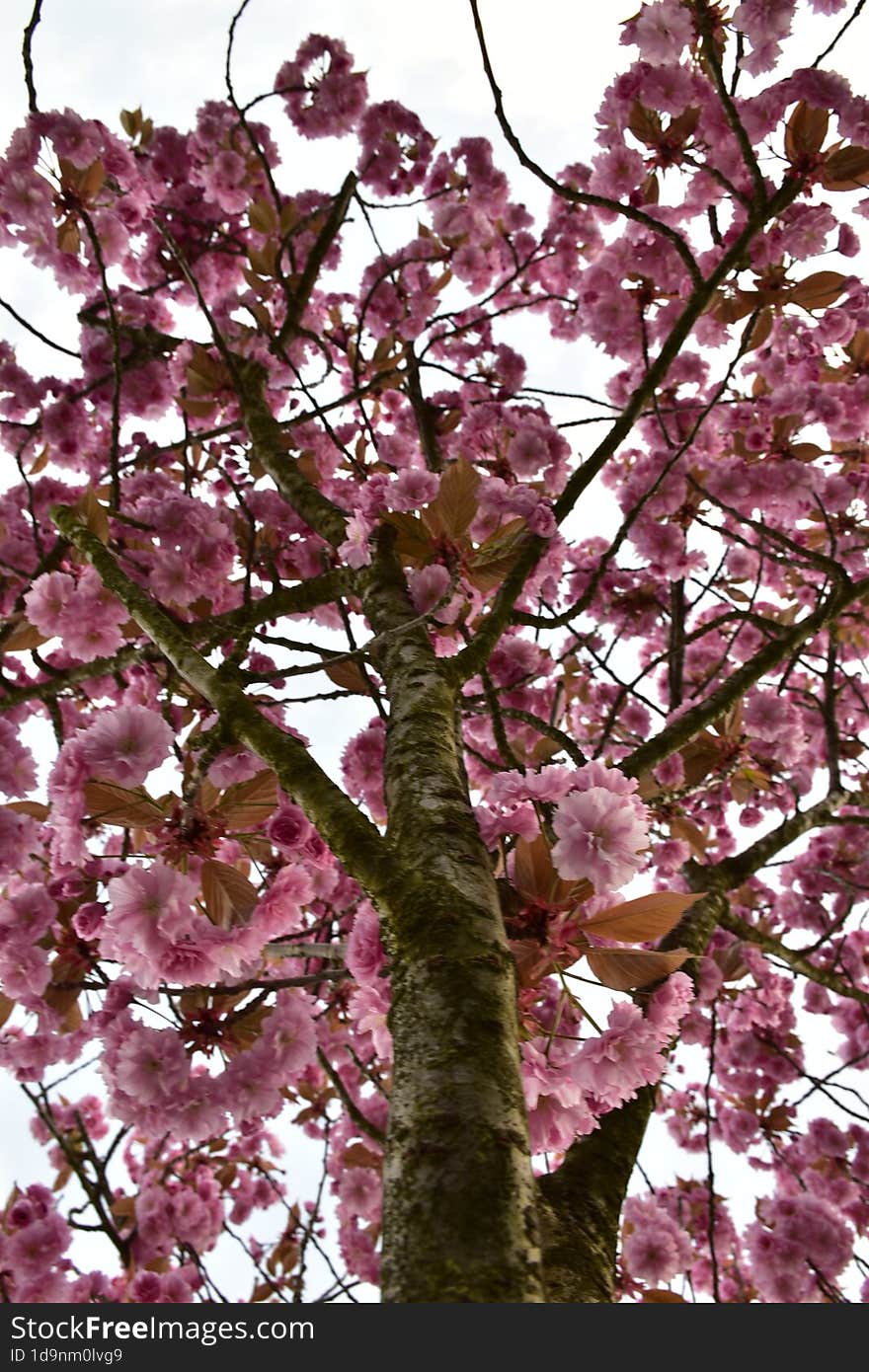 Prunus serrulata & x28 common& x29  - Japanese flowering cherry