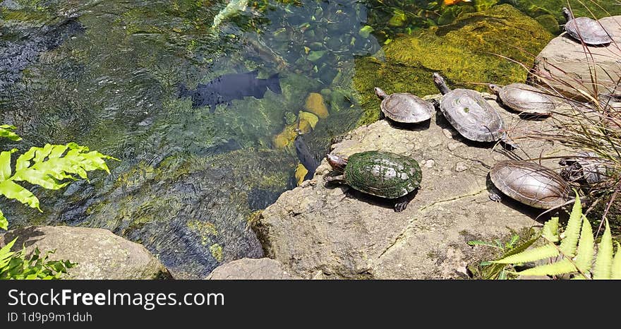 Turtles Preparing To Enter The Water