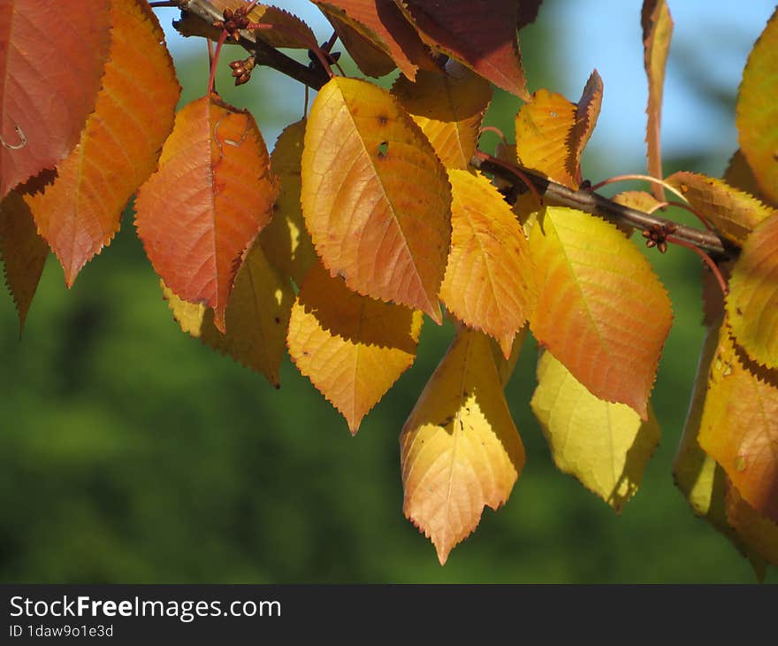 Close up of autumn leaves hanging from a cherry tree branch in the sunshine