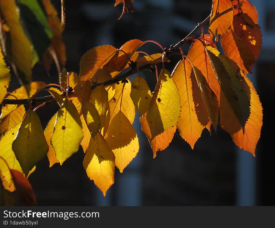 Close up of sunlit leaves of a cherry tree branch in the fall season