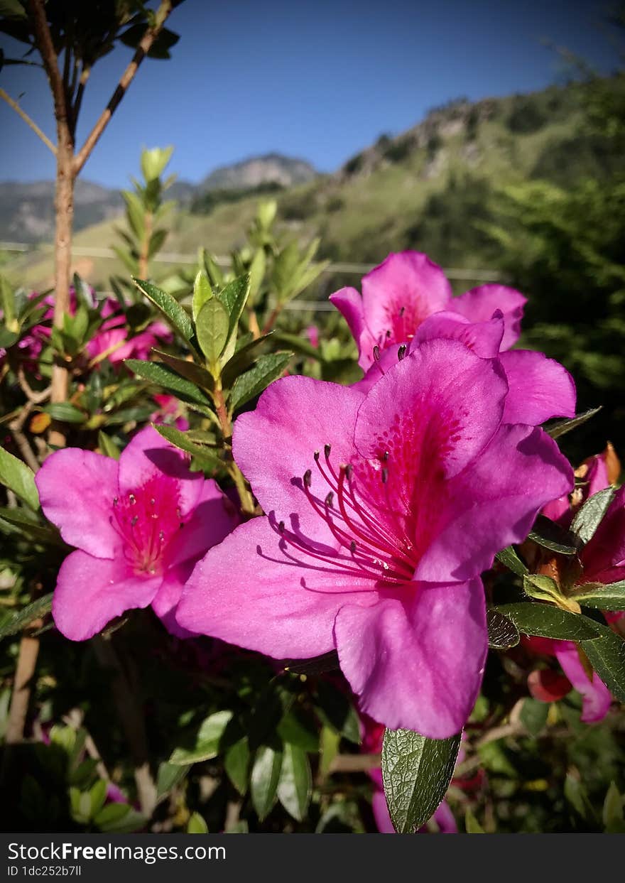 Beautiful pink flowers in our garden with nice view. Beautiful pink flowers in our garden with nice view