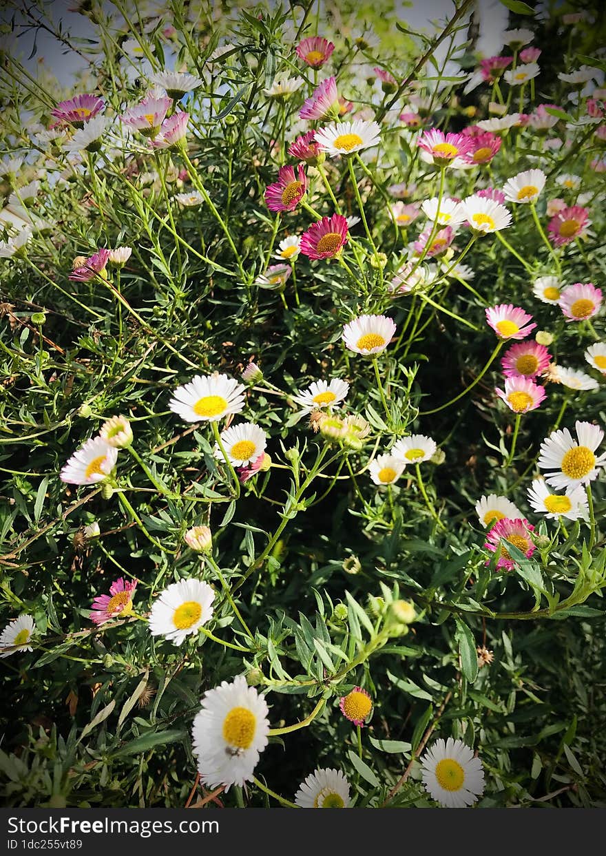 Beautiful Flowers In The Our Garden Sri Lankan