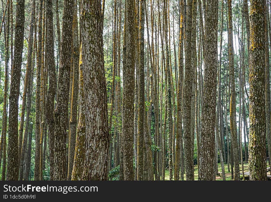 rows of tree trunks that appear to be lined up