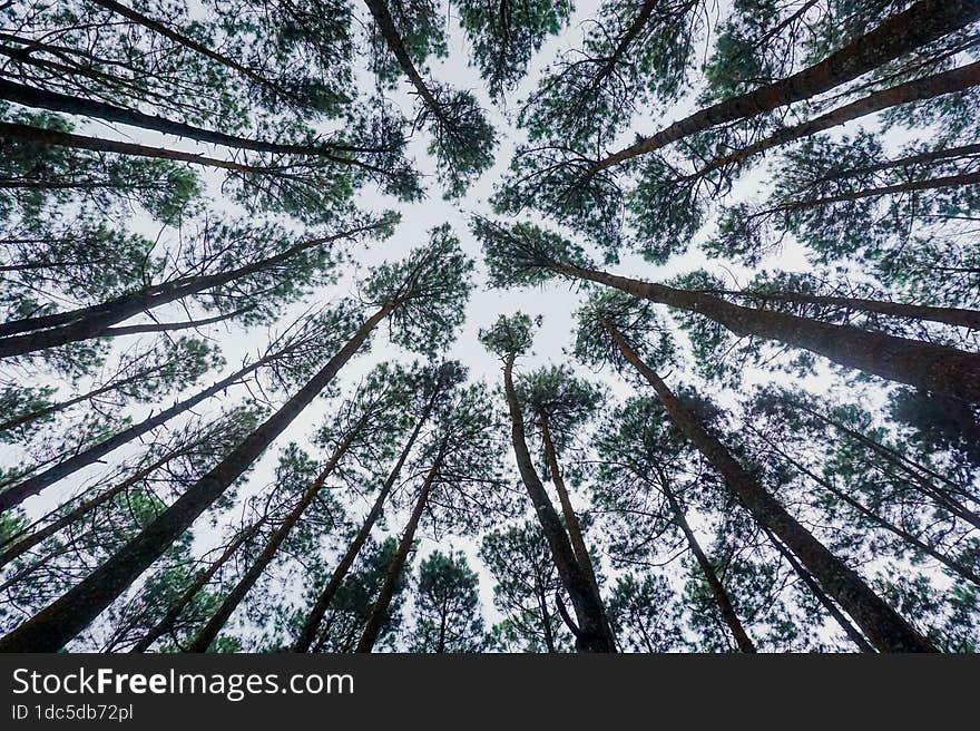 Tree Trunks Seen From Below