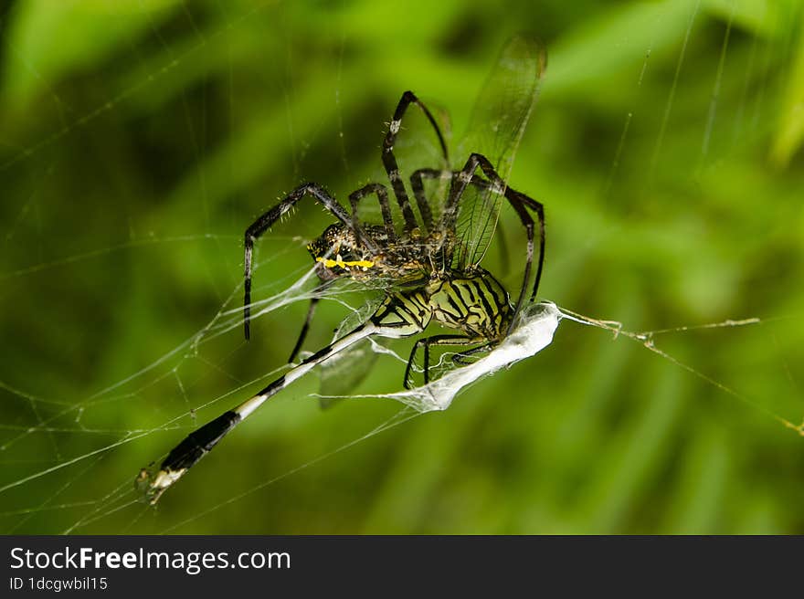 insects trapped in cobwebs make these insects stung by spiders