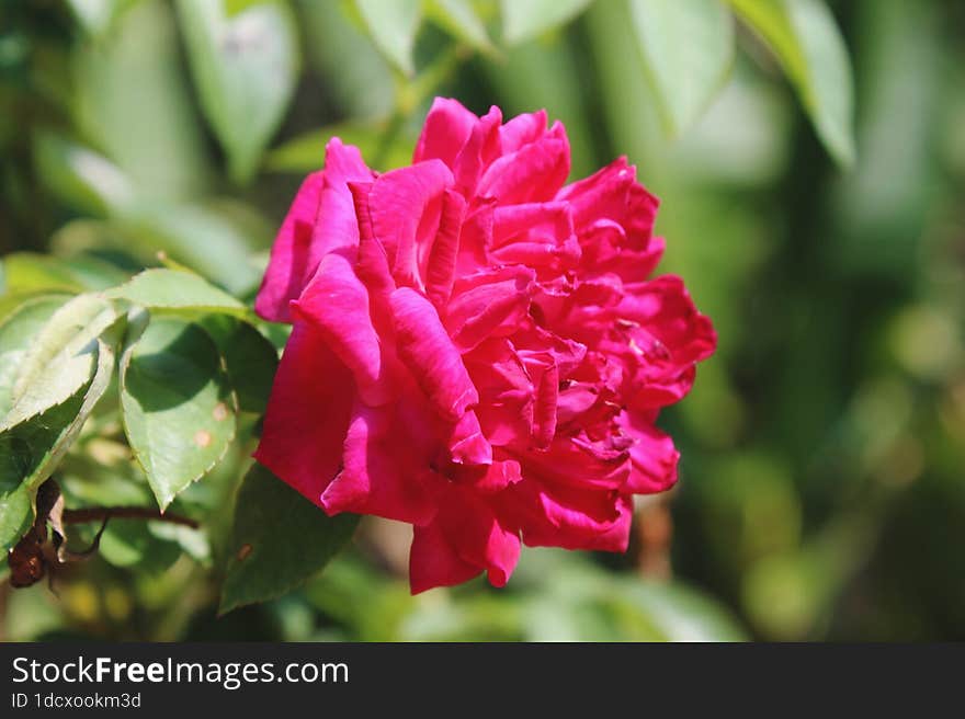 Red Rose In Garden With Leaves Background