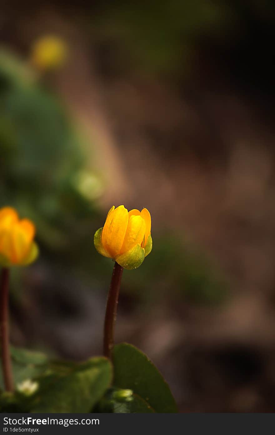 the bud of a yellow spring flower