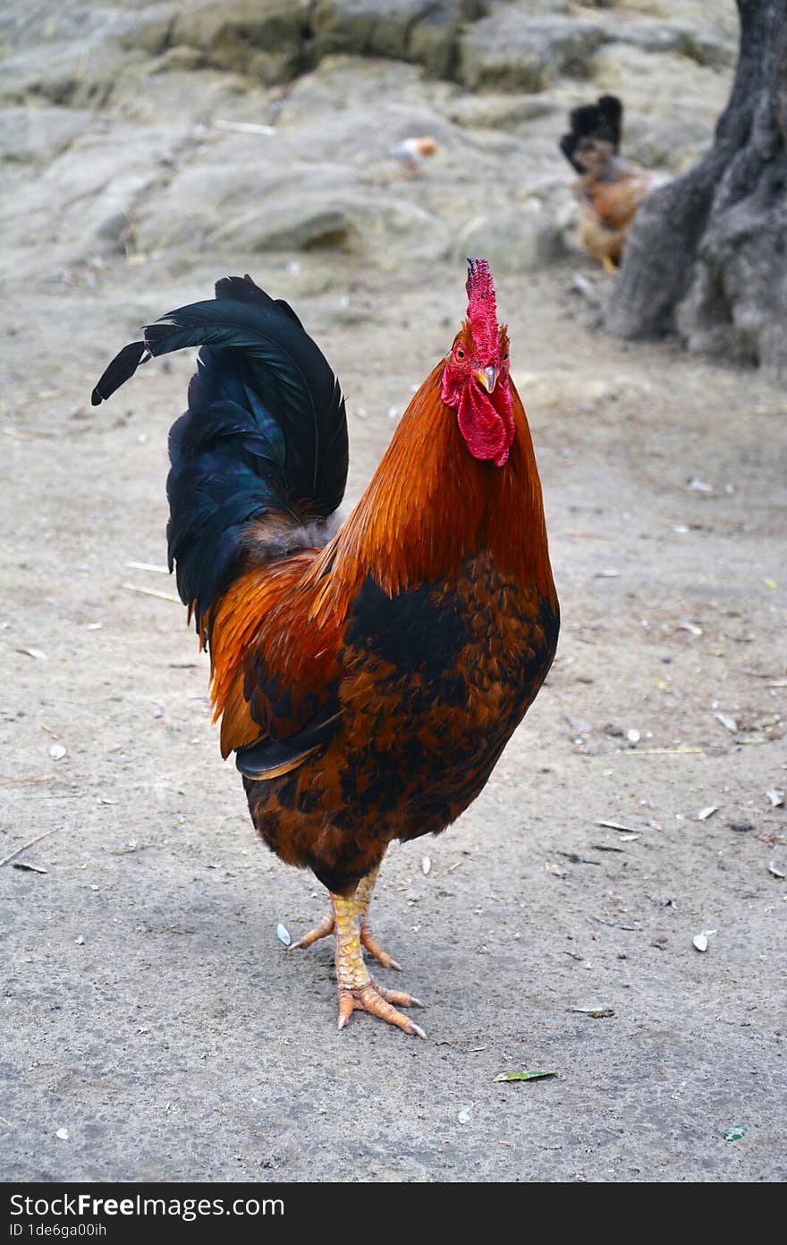 Big Rooster Guarding And Walking Around