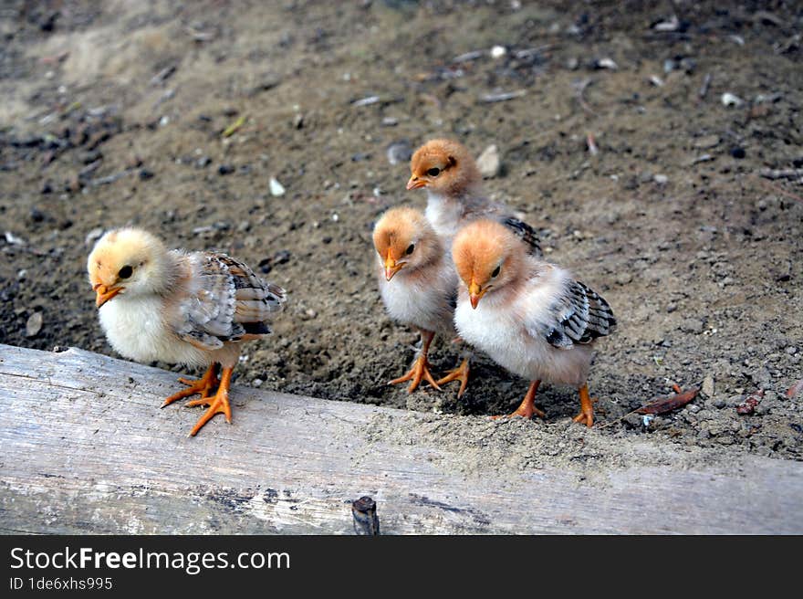 Four Little chicks roaming around outside the farm