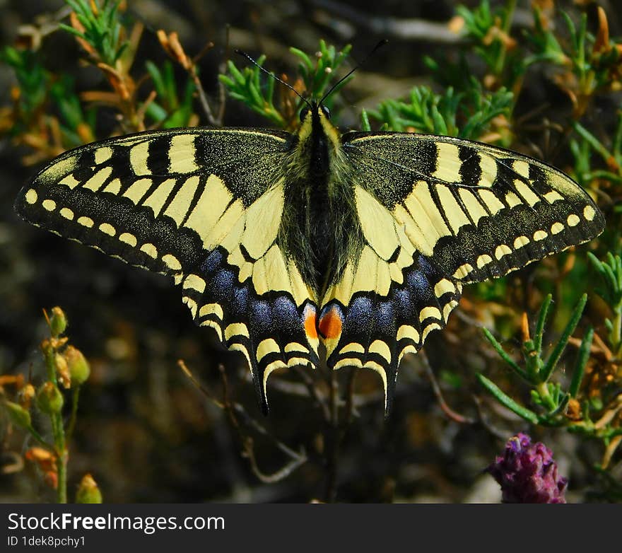 yellow butterfly in the valley