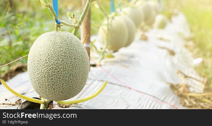 Fresh melon or cantaloupe in organic farm cultivated fruit farmer solar background