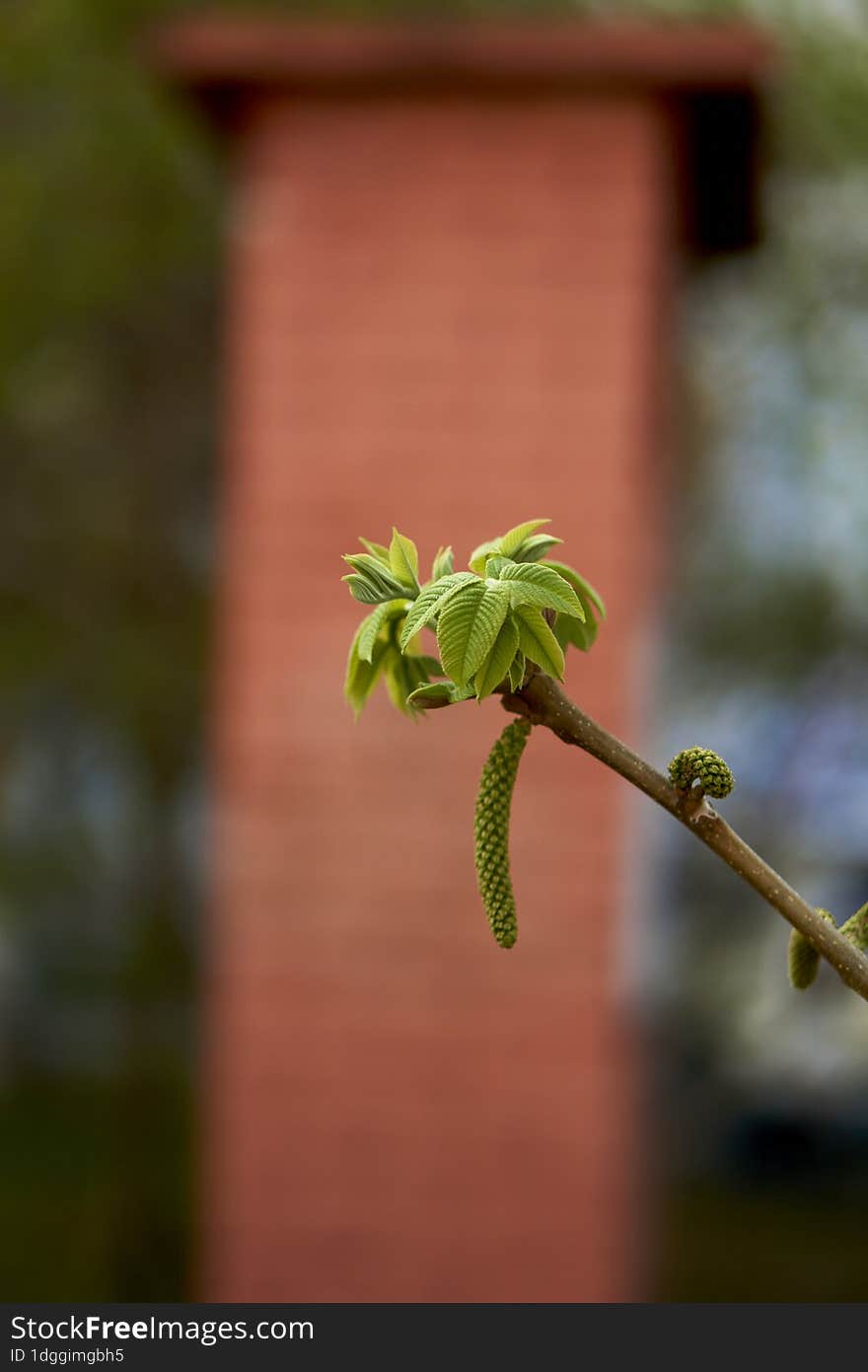 Young bright green leaves on a branch on a bright spring day in Krasnoyarsk