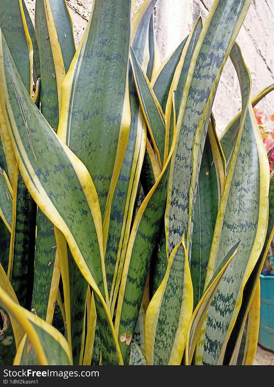 snake plant that grows beautifully in pots