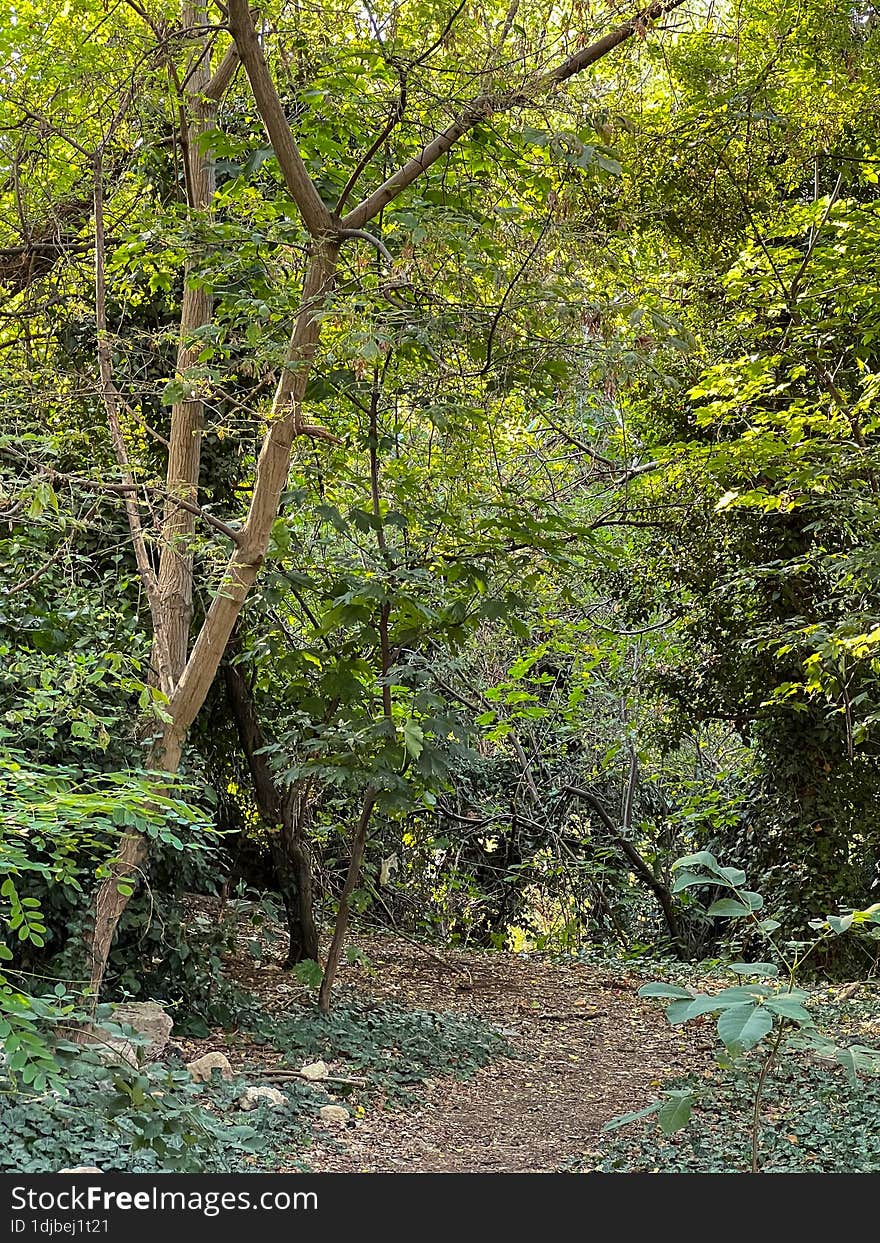 The Edge Of A Dense Forest. Summer Trees.