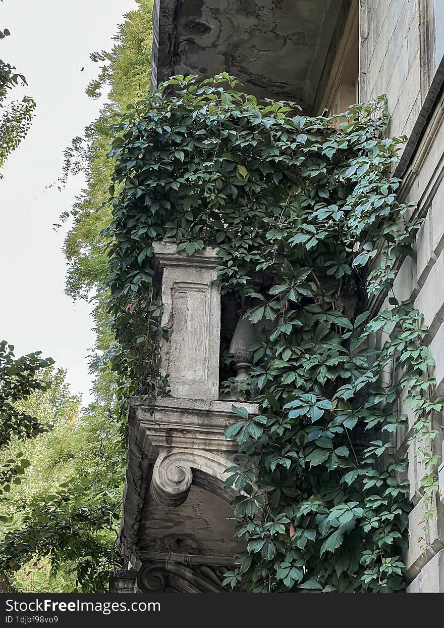 Beautiful Stone Balcony, Covered With Large Ivy. Summer City. Central Street. The Old House.