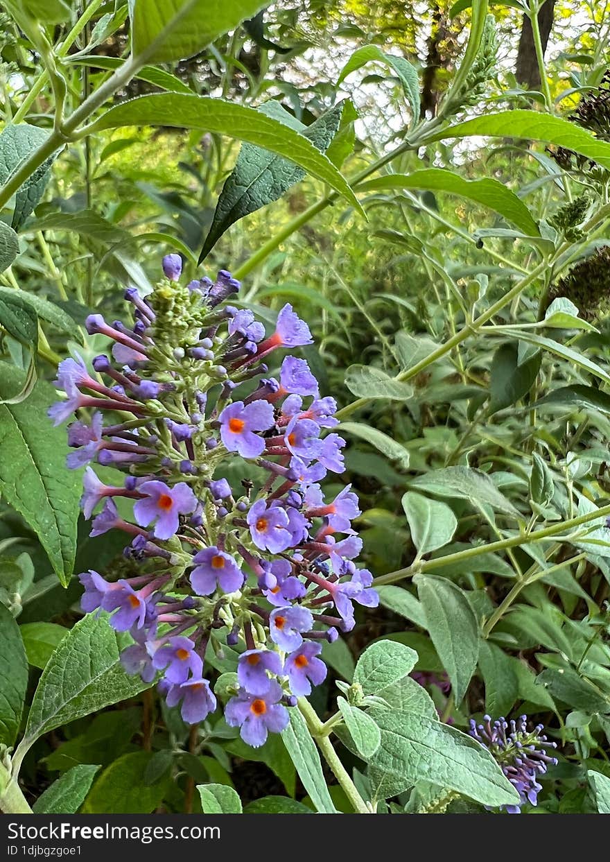 Buddleja & x27 Lochinch& x27 . Purple flower in the park. A summer park with green vegetation. The red core of the flower.