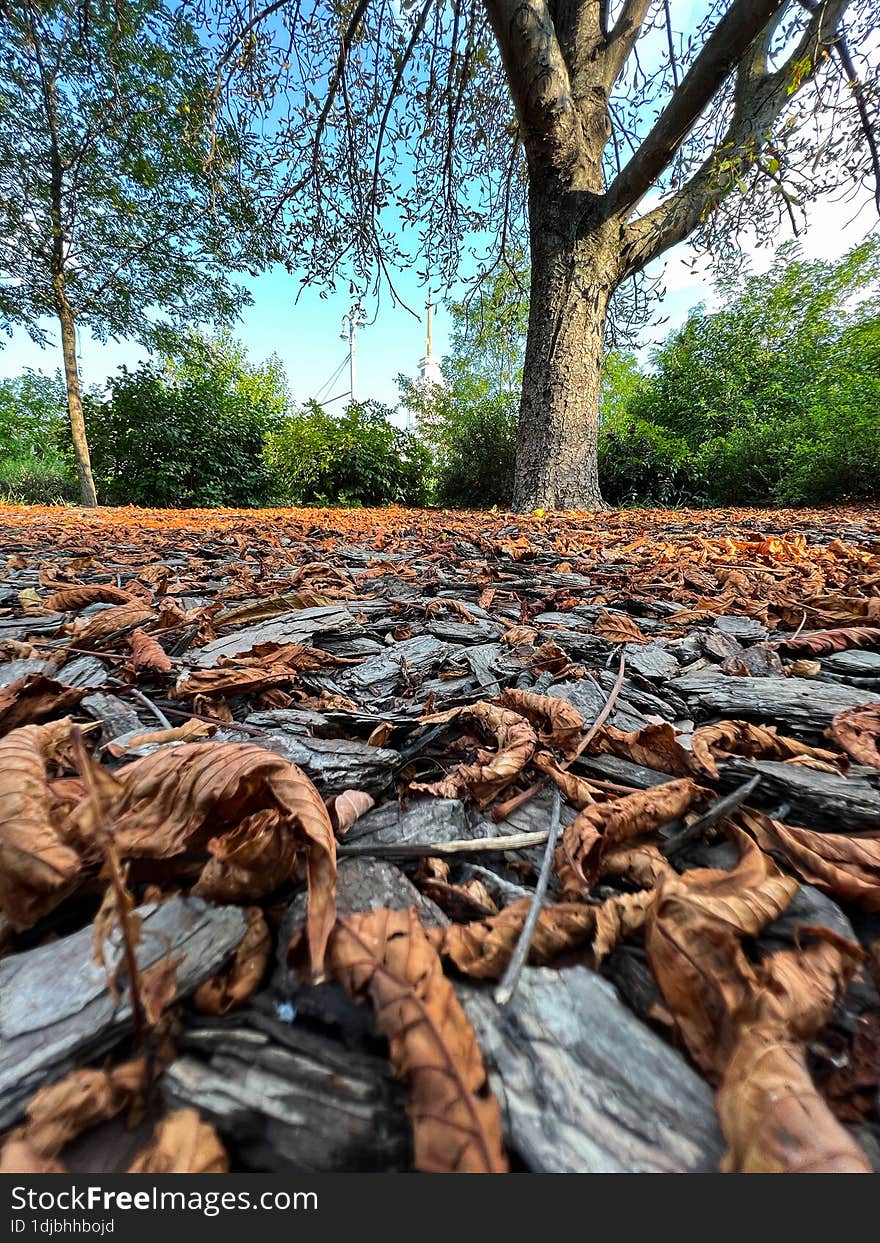 Park from a lower angle. Decorative litter ie tree bark and dry leaves. Details in macro. Natural area on the square. Summer City.