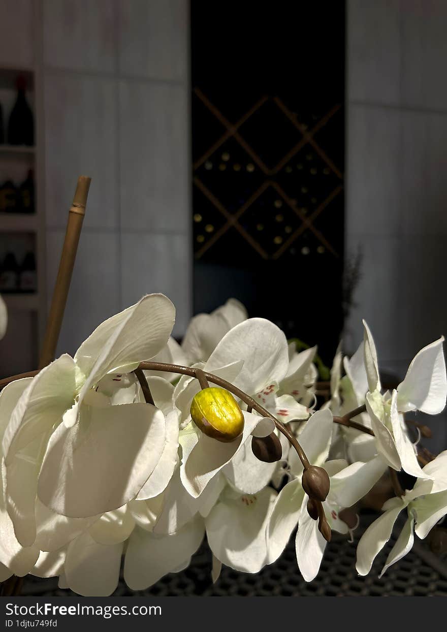 A branch of a flower with white petals in a dark interior