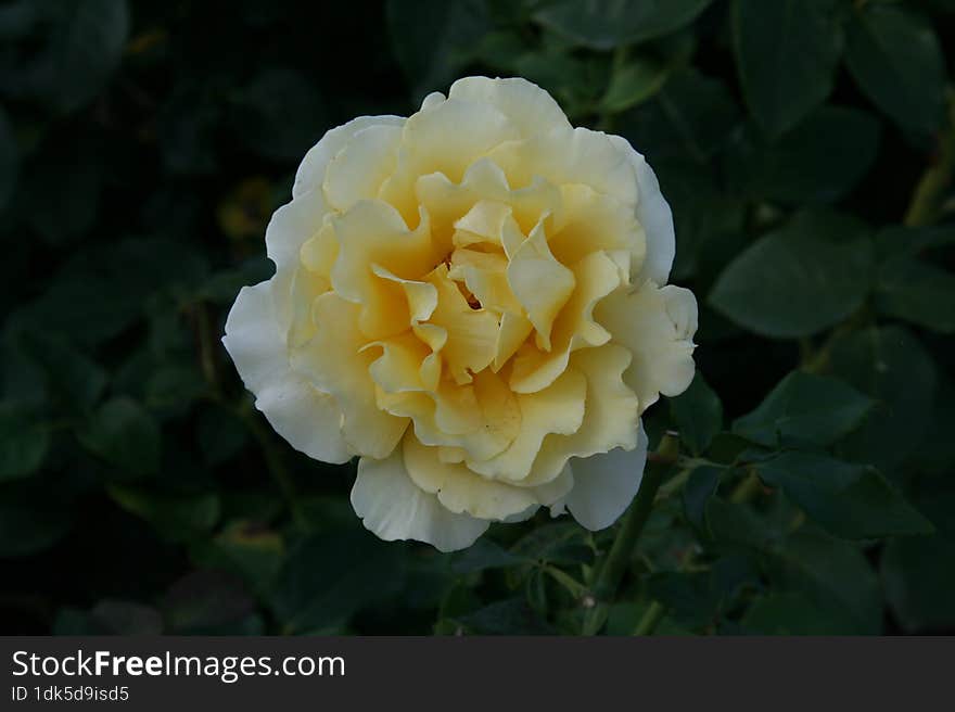 Yellow flower in Copenhagen. Denmark.